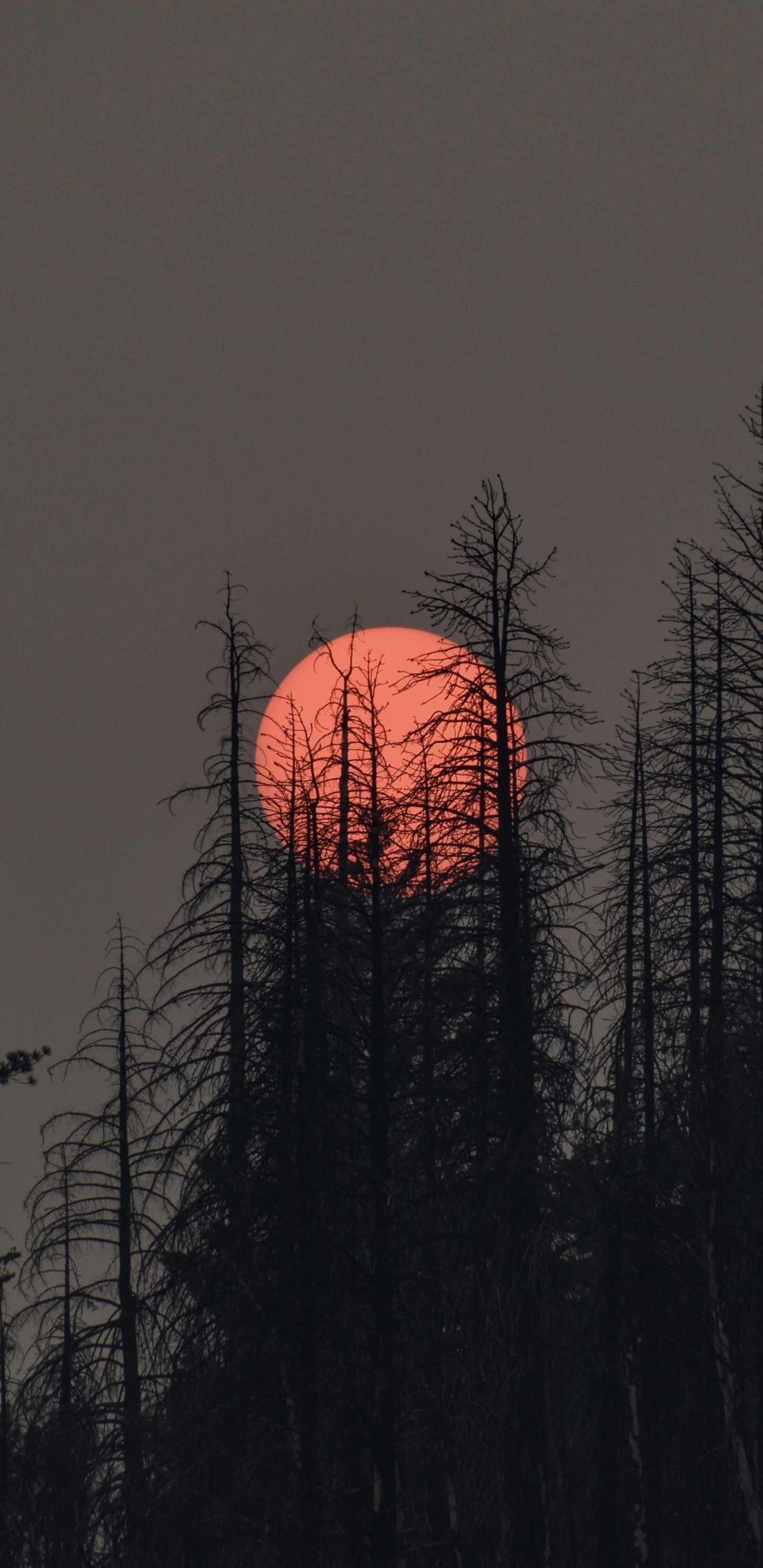 Обои растение, атмосфера, экорегион, послесвечение, природный ландшафт в разрешении 1440x2960