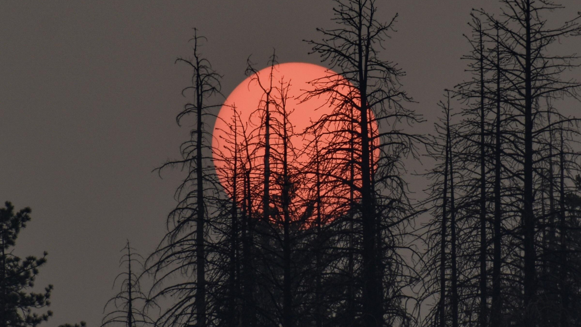 Обои растение, атмосфера, экорегион, послесвечение, природный ландшафт в разрешении 1920x1080