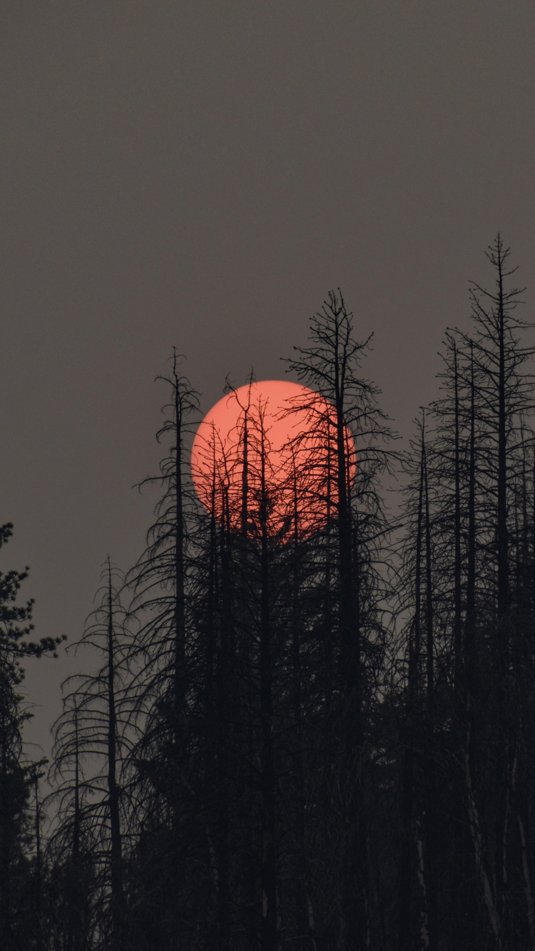 Обои растение, атмосфера, экорегион, послесвечение, природный ландшафт в разрешении 750x1334