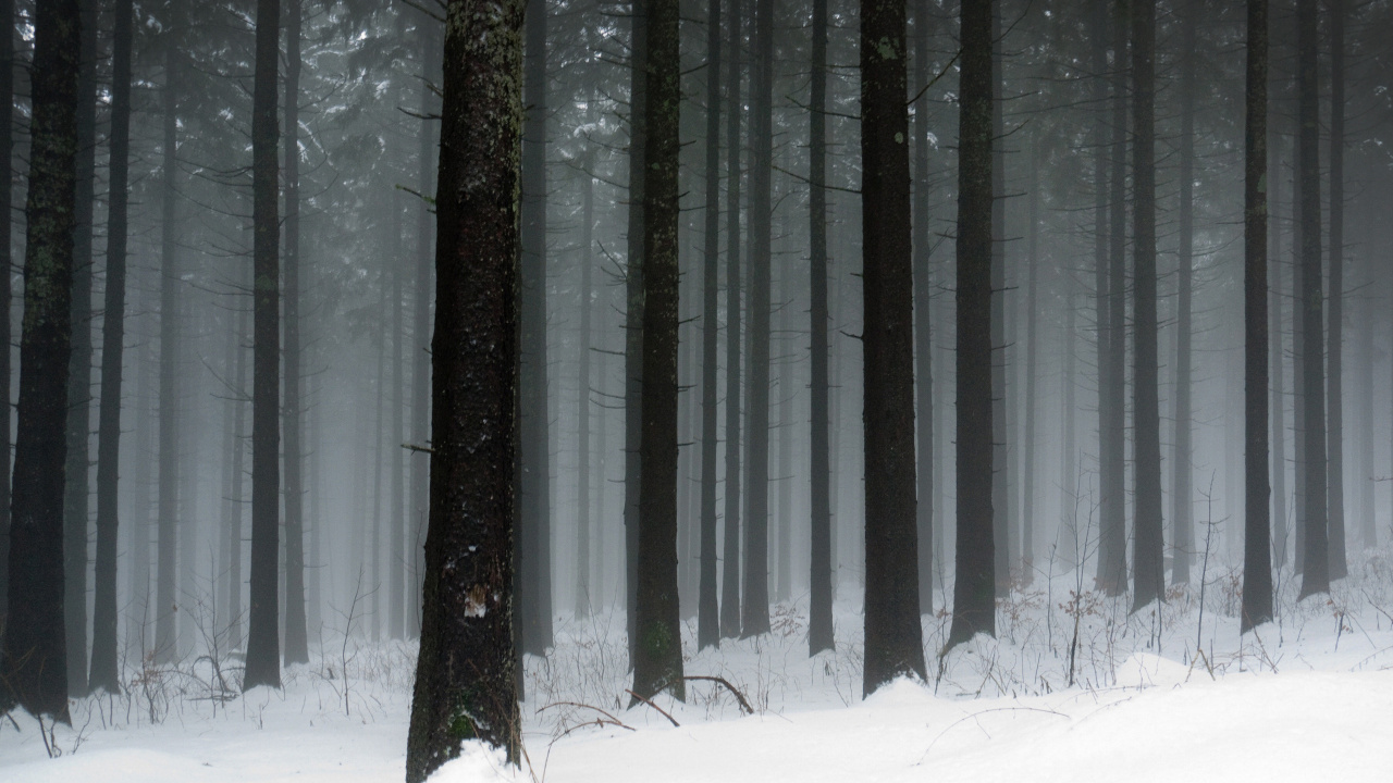 Обои лес, снег, зима, дерево, замораживание в разрешении 1280x720