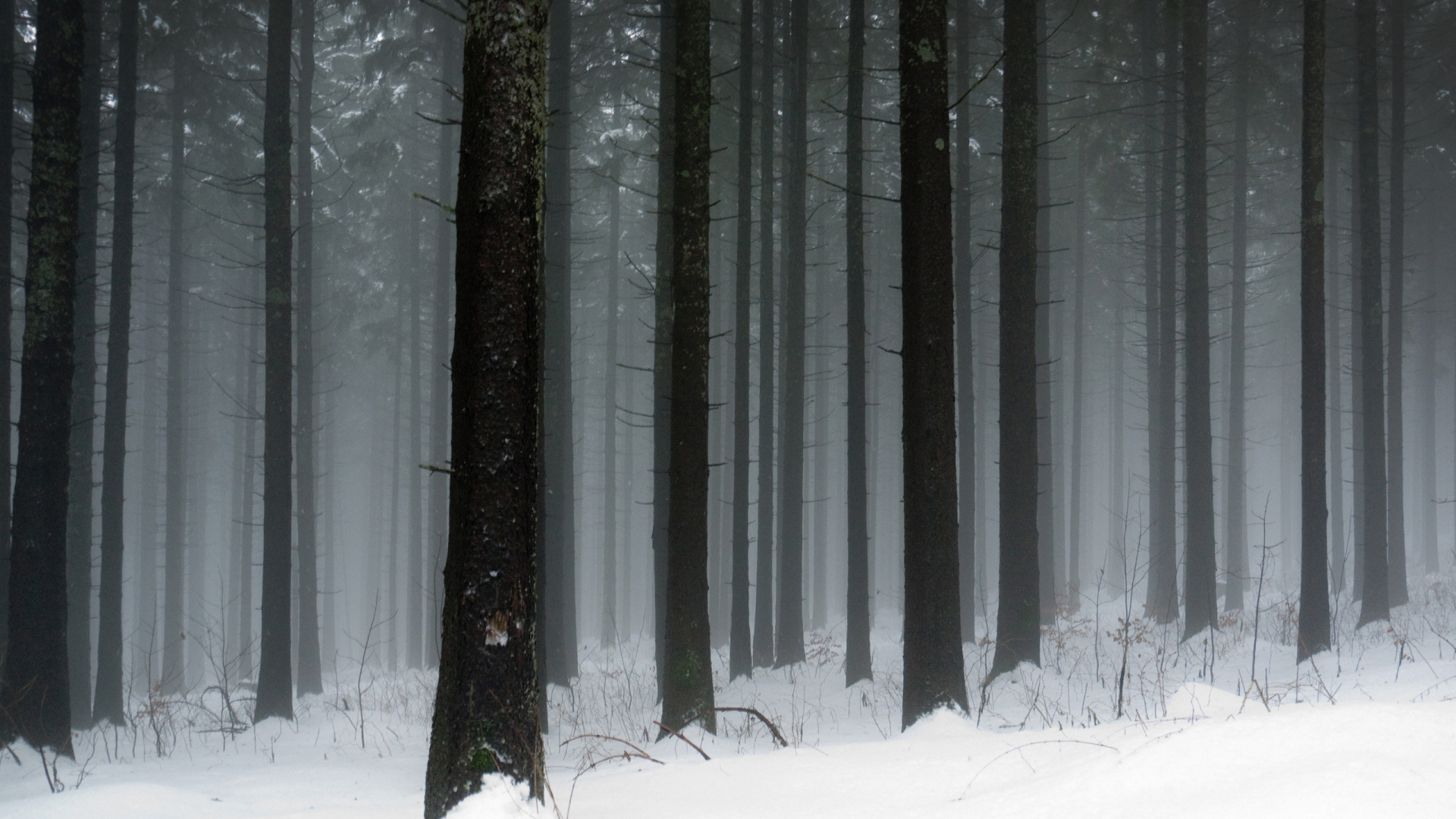 Обои лес, снег, зима, дерево, замораживание в разрешении 1920x1080