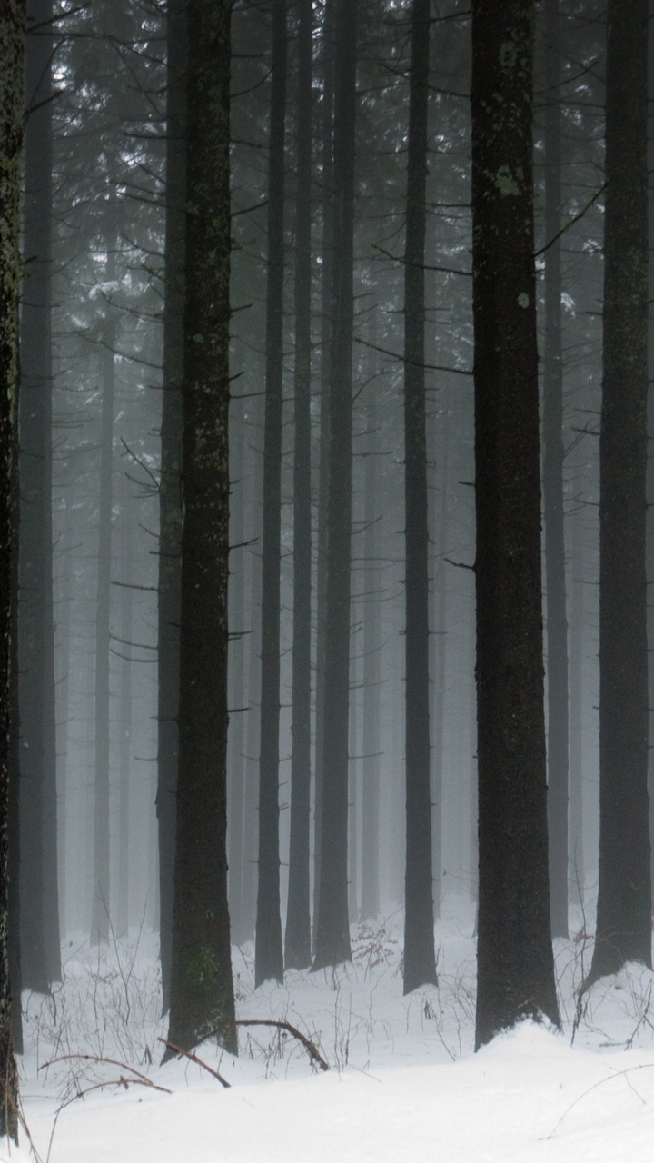 Обои лес, снег, зима, дерево, замораживание в разрешении 720x1280