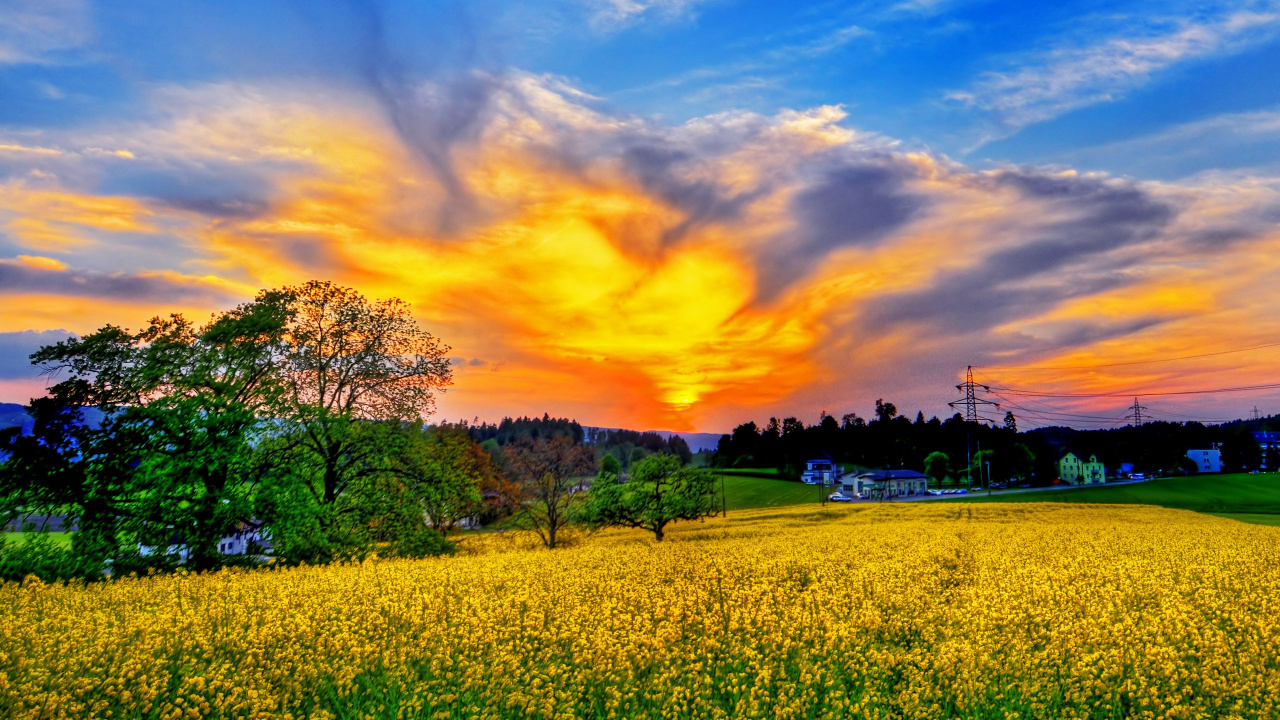 Обои поле, природа, расповое, рапс, луг в разрешении 1280x720