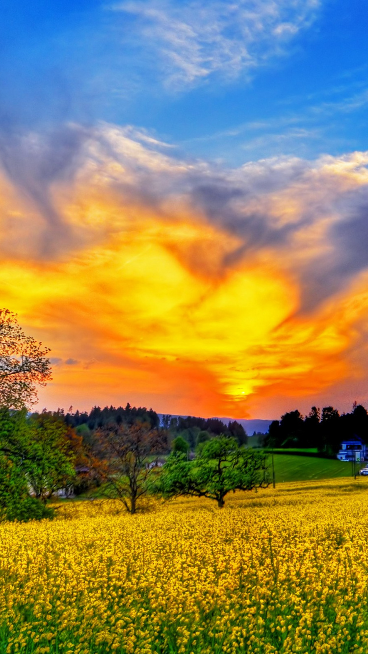 Обои поле, природа, расповое, рапс, луг в разрешении 750x1334