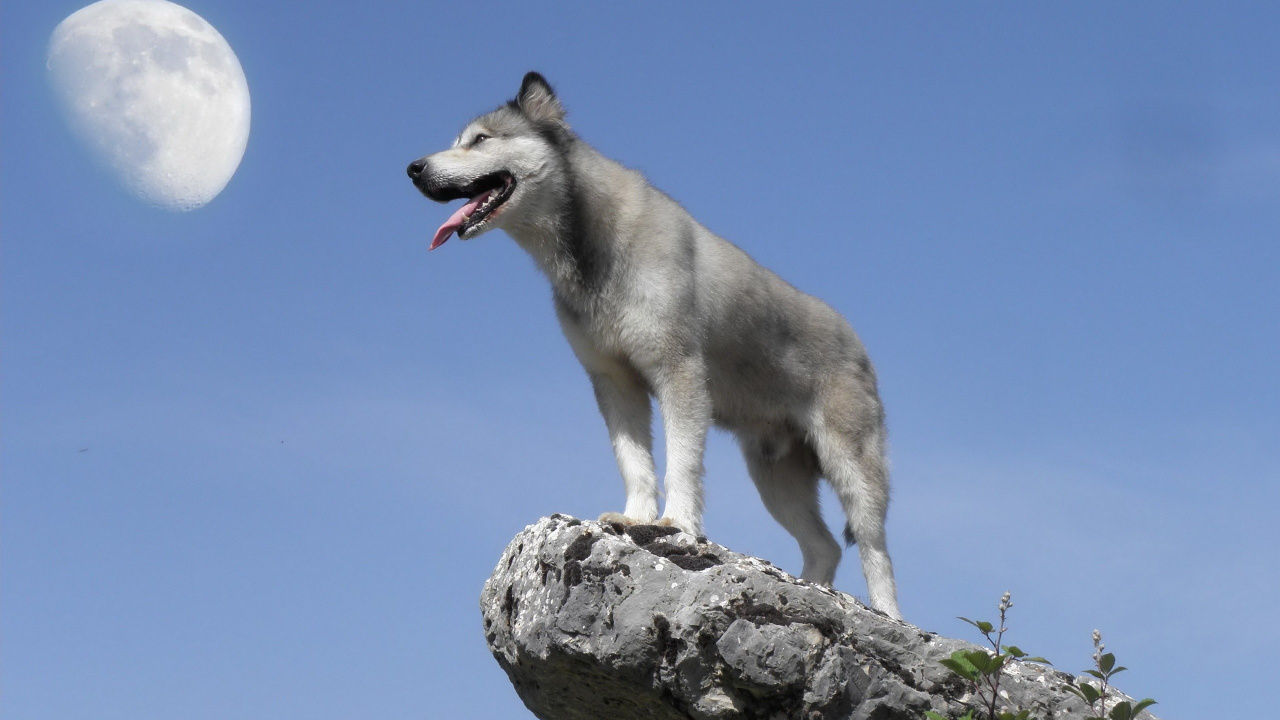 Обои Сахалинская хаски, Северная эскимосская собака, волчьей собаки сарлоса, чехословацкий влчак, собака породы в разрешении 1280x720