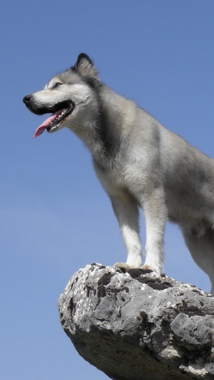 Обои Сахалинская хаски, Северная эскимосская собака, волчьей собаки сарлоса, чехословацкий влчак, собака породы в разрешении 720x1280