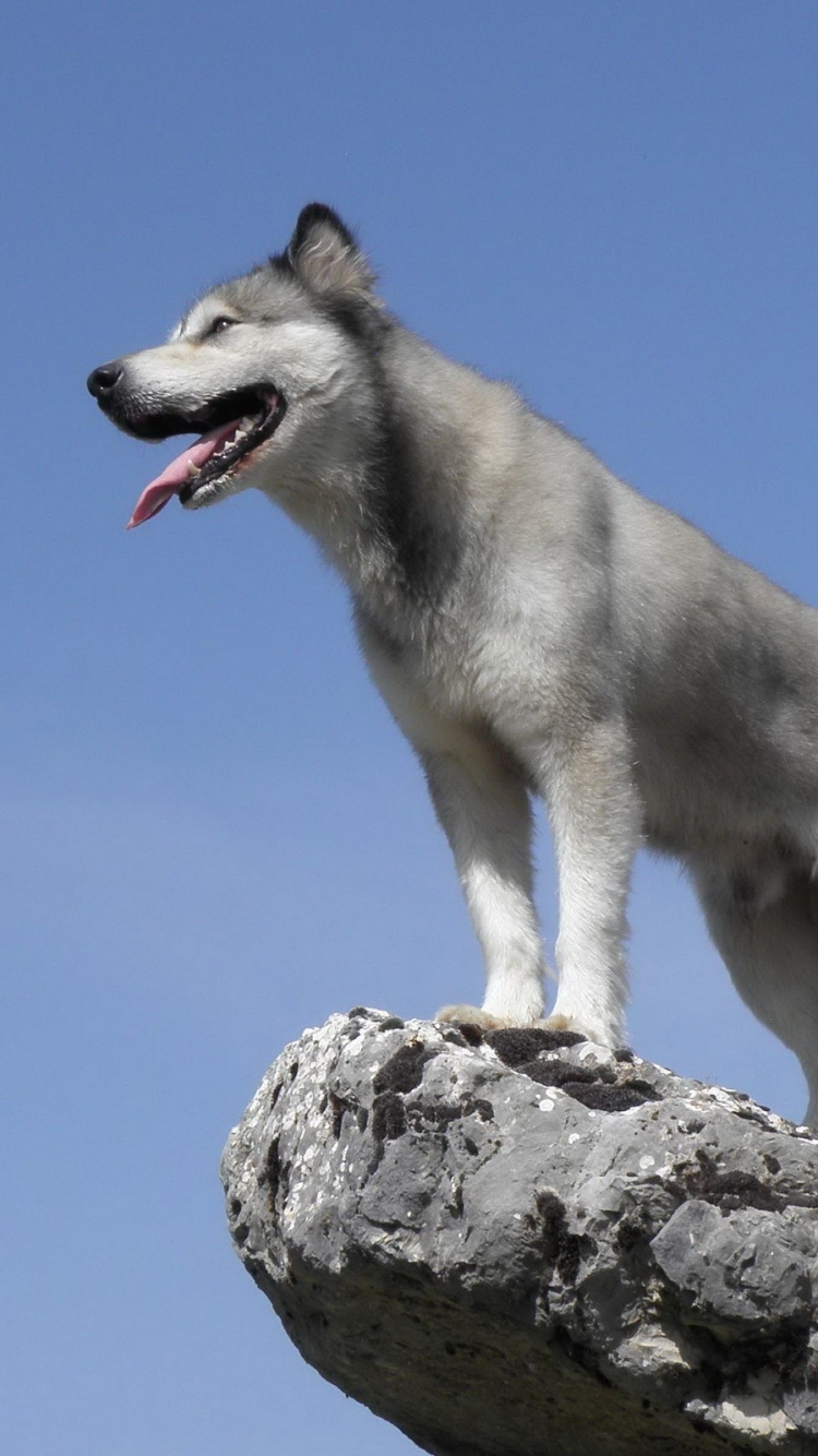 Обои Сахалинская хаски, Северная эскимосская собака, волчьей собаки сарлоса, чехословацкий влчак, собака породы в разрешении 750x1334