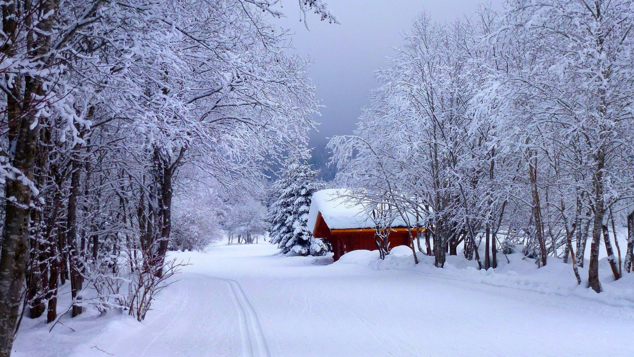 Обои снег, зима, мороз, замораживание, дерево в разрешении 1280x720