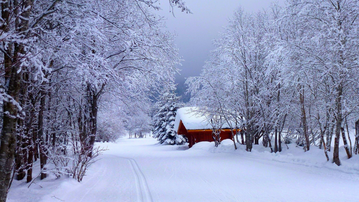 Обои снег, зима, мороз, замораживание, дерево в разрешении 1366x768