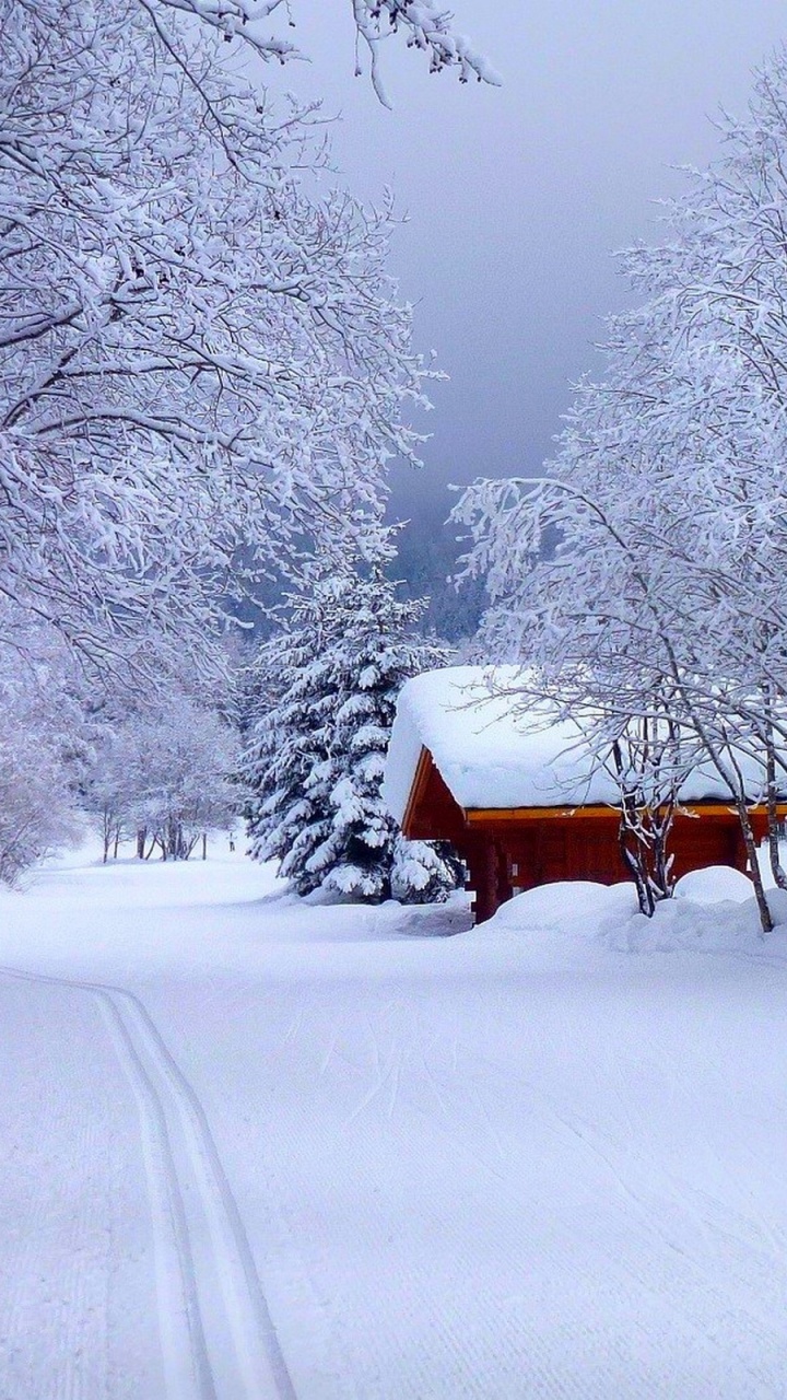 Обои снег, зима, мороз, замораживание, дерево в разрешении 720x1280