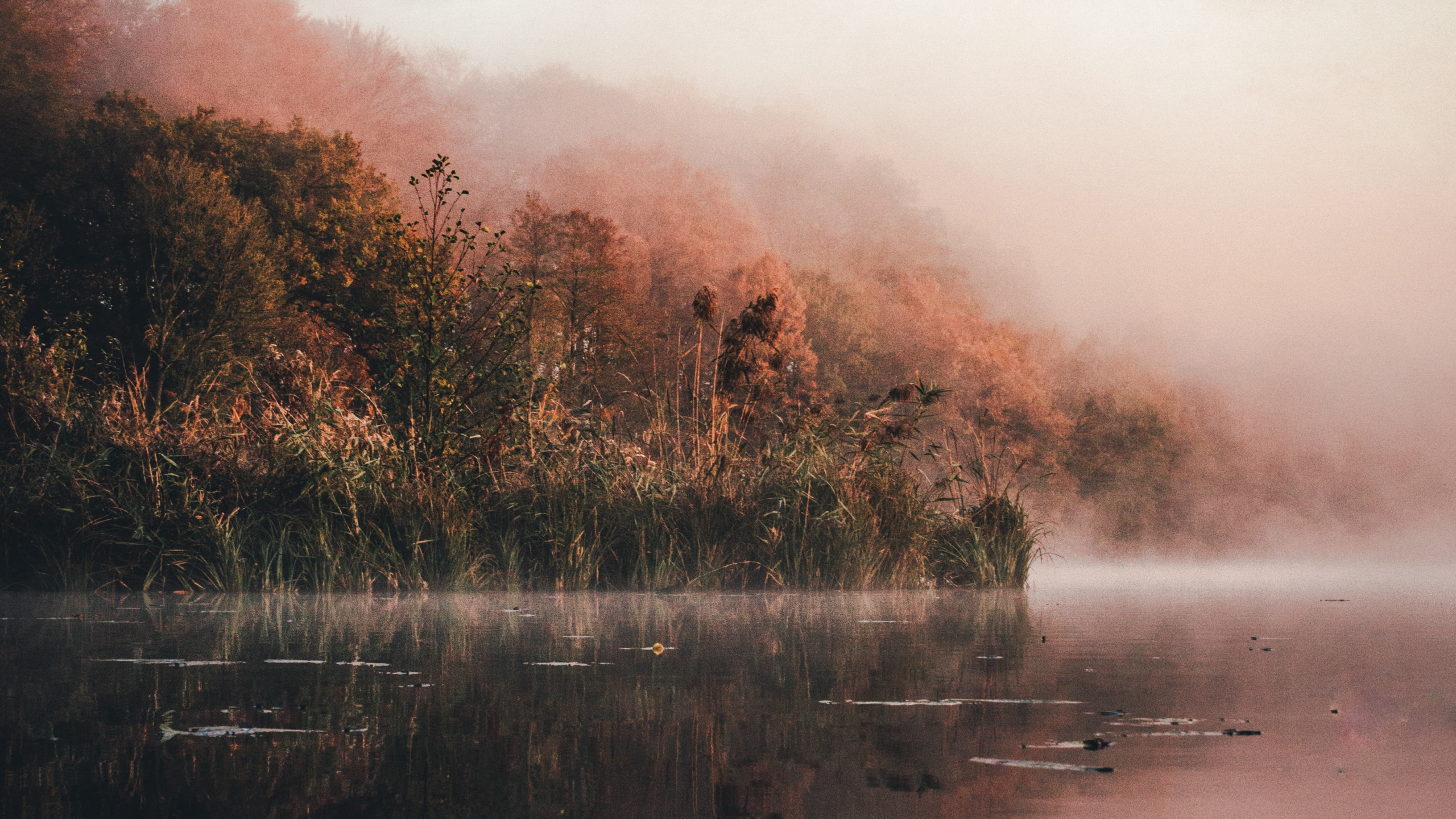 Обои вода, природа, солнечный свет, туман, утро в разрешении 2560x1440