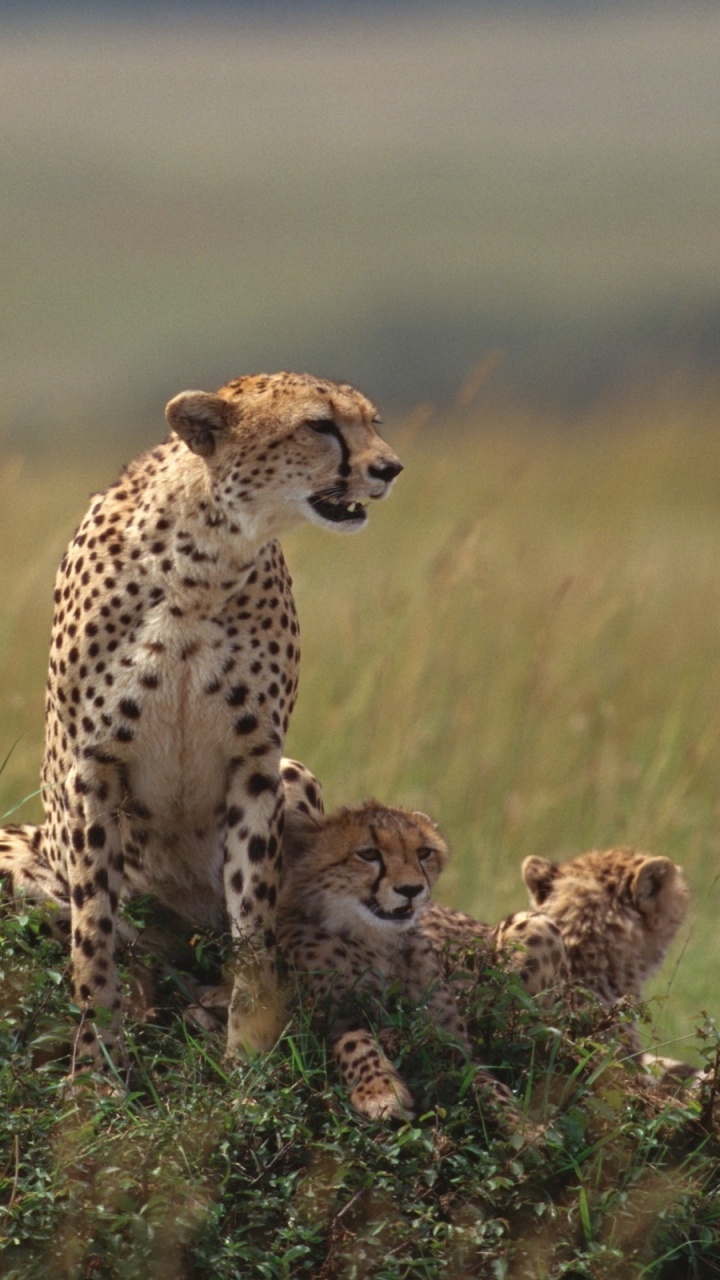 Обои Гепард, наземные животные, живая природа, Леопард, Саванна в разрешении 720x1280