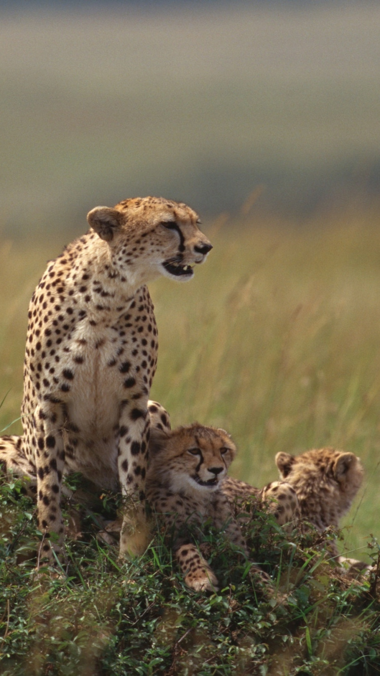 Обои Гепард, наземные животные, живая природа, Леопард, Саванна в разрешении 750x1334