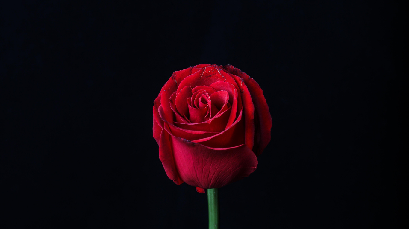 Обои сад роз, цветок, красный цвет, Роза, розовый в разрешении 1366x768