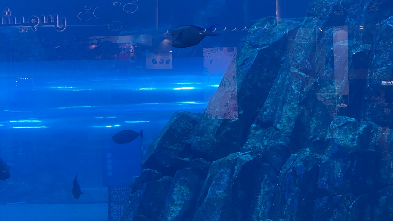 Обои подземные воды, морская биология, наука, рыба, Аква в разрешении 1280x720