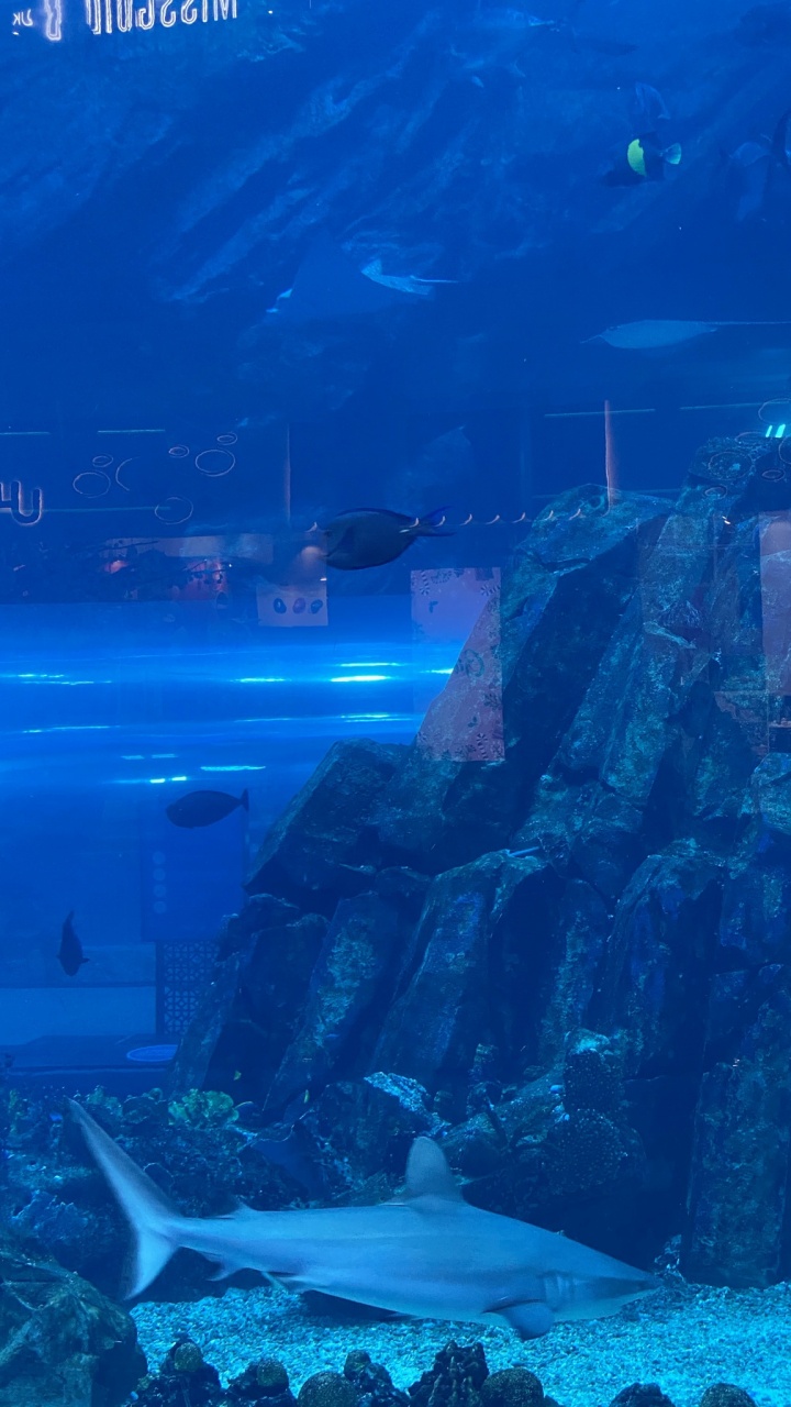 Обои подземные воды, морская биология, наука, рыба, Аква в разрешении 720x1280