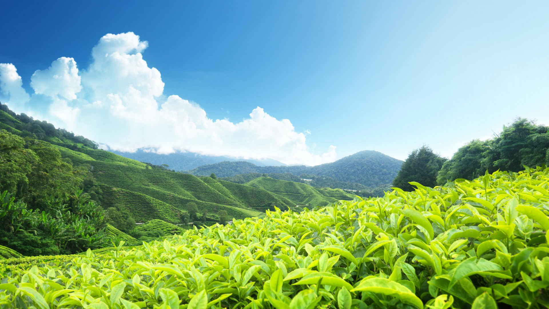 Чайная плантация, Керала, Индия
