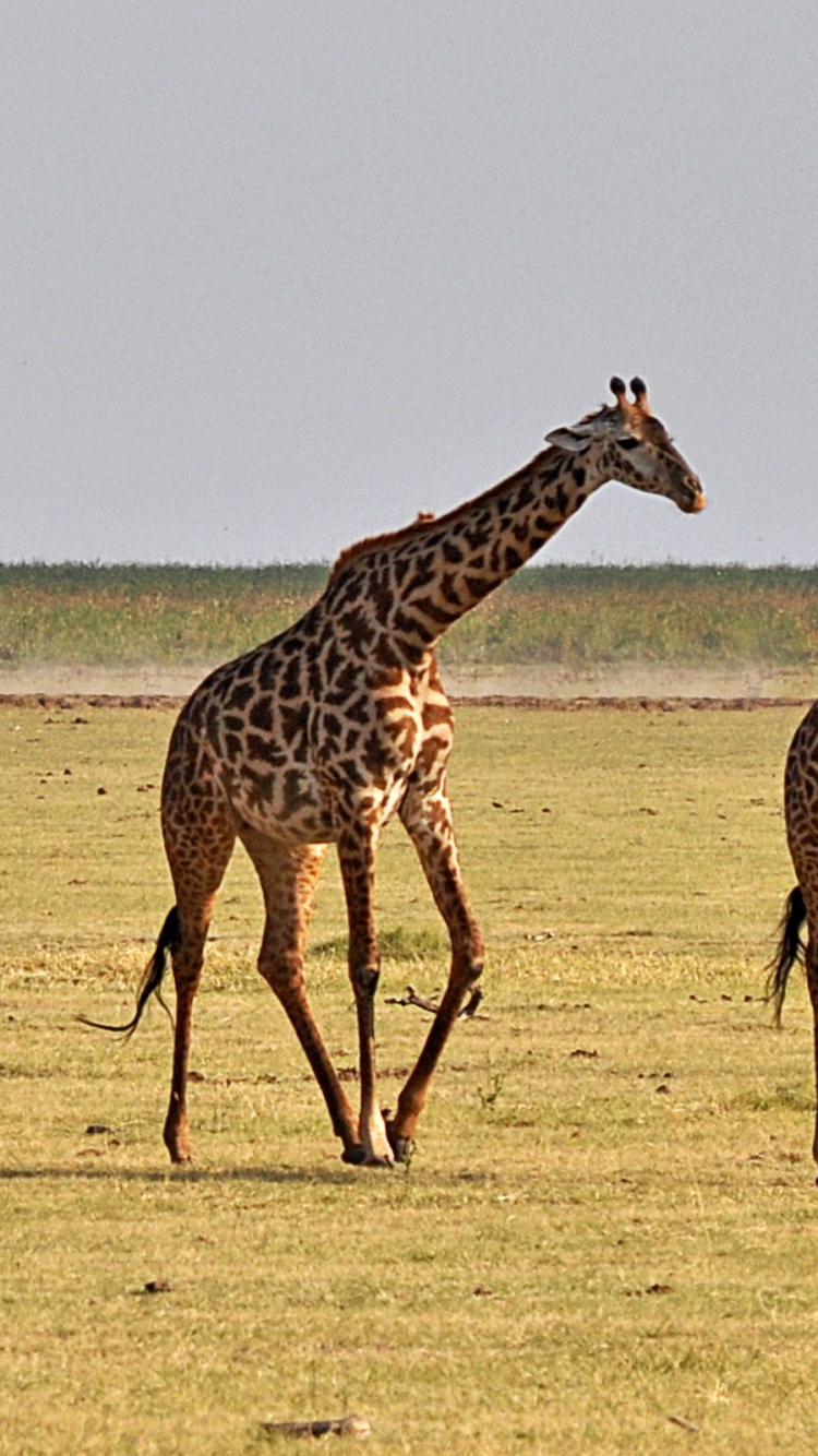 Обои Жираф, наземные животные, жирафовые, живая природа, сенокосное угодье в разрешении 750x1334