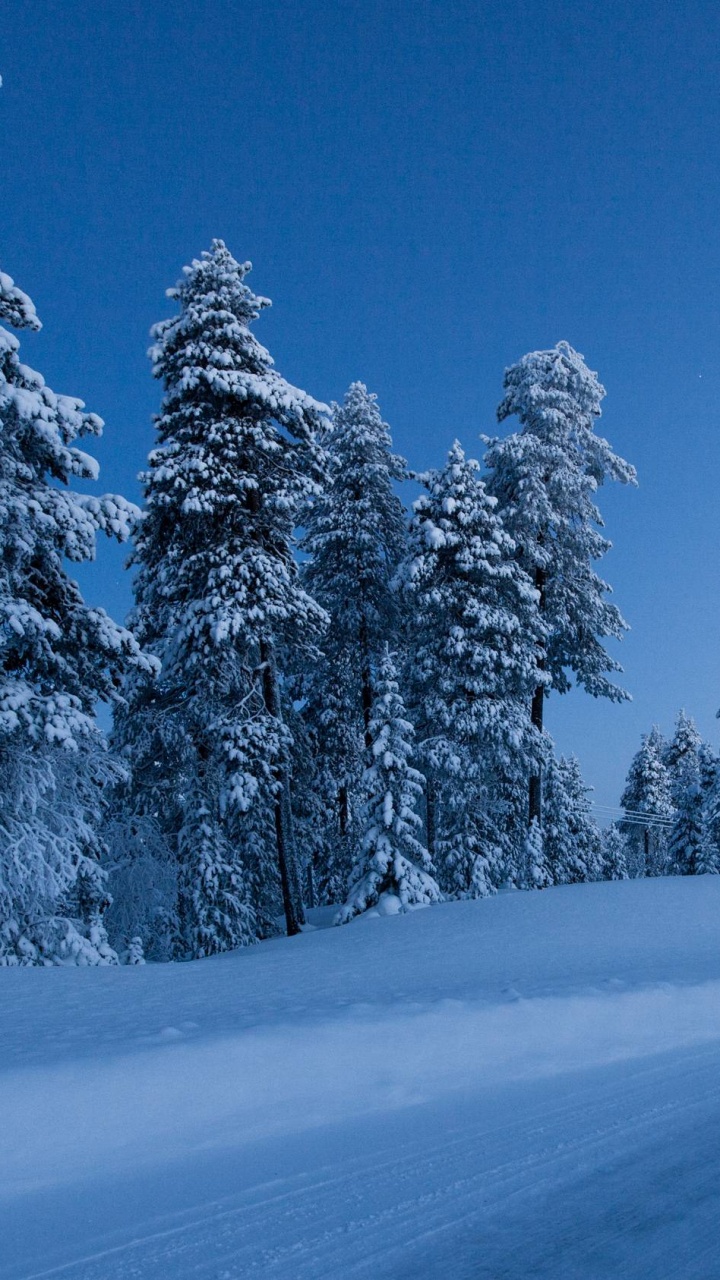 Обои зима, снег, дерево, природа, синий в разрешении 720x1280