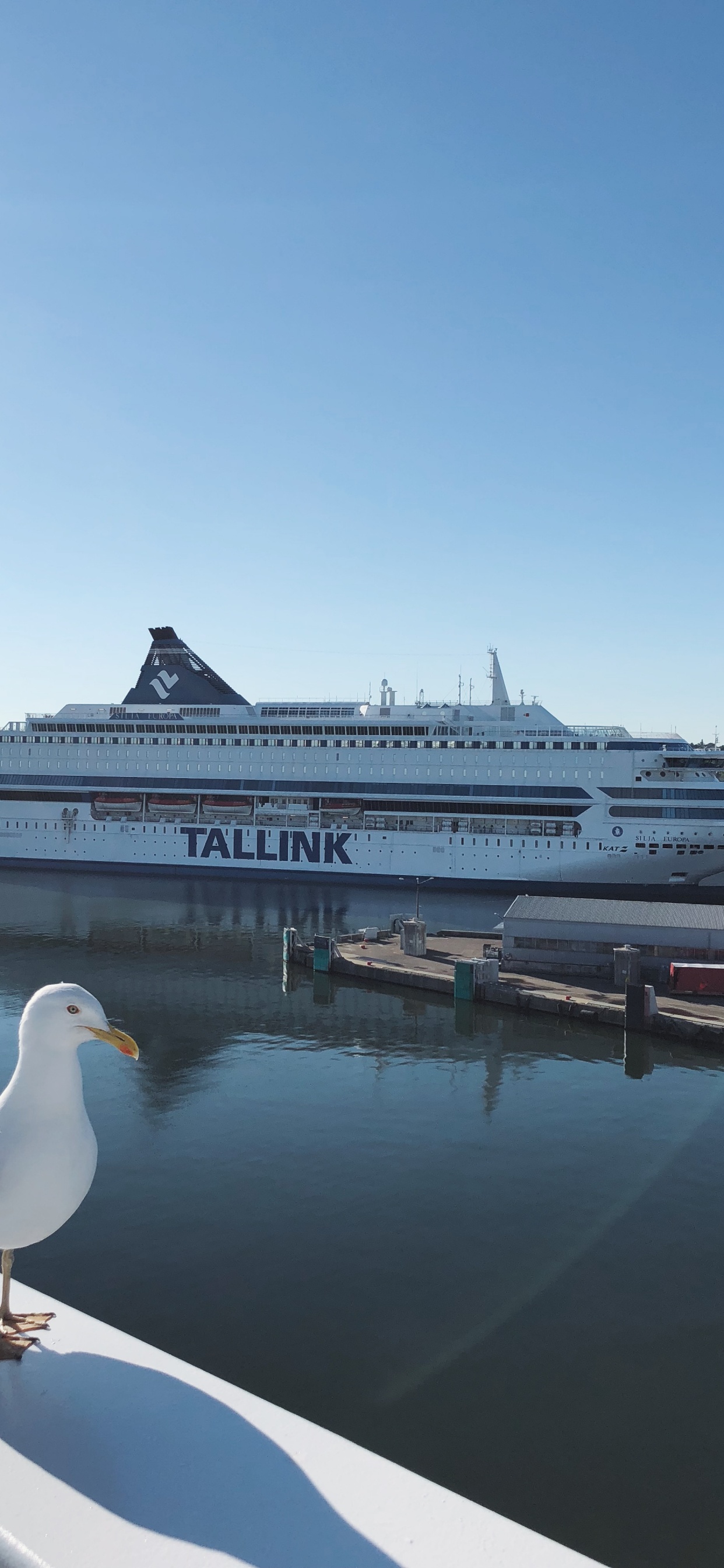 Обои вода, круизное судно, паром, теплоход, яхта в разрешении 1242x2688