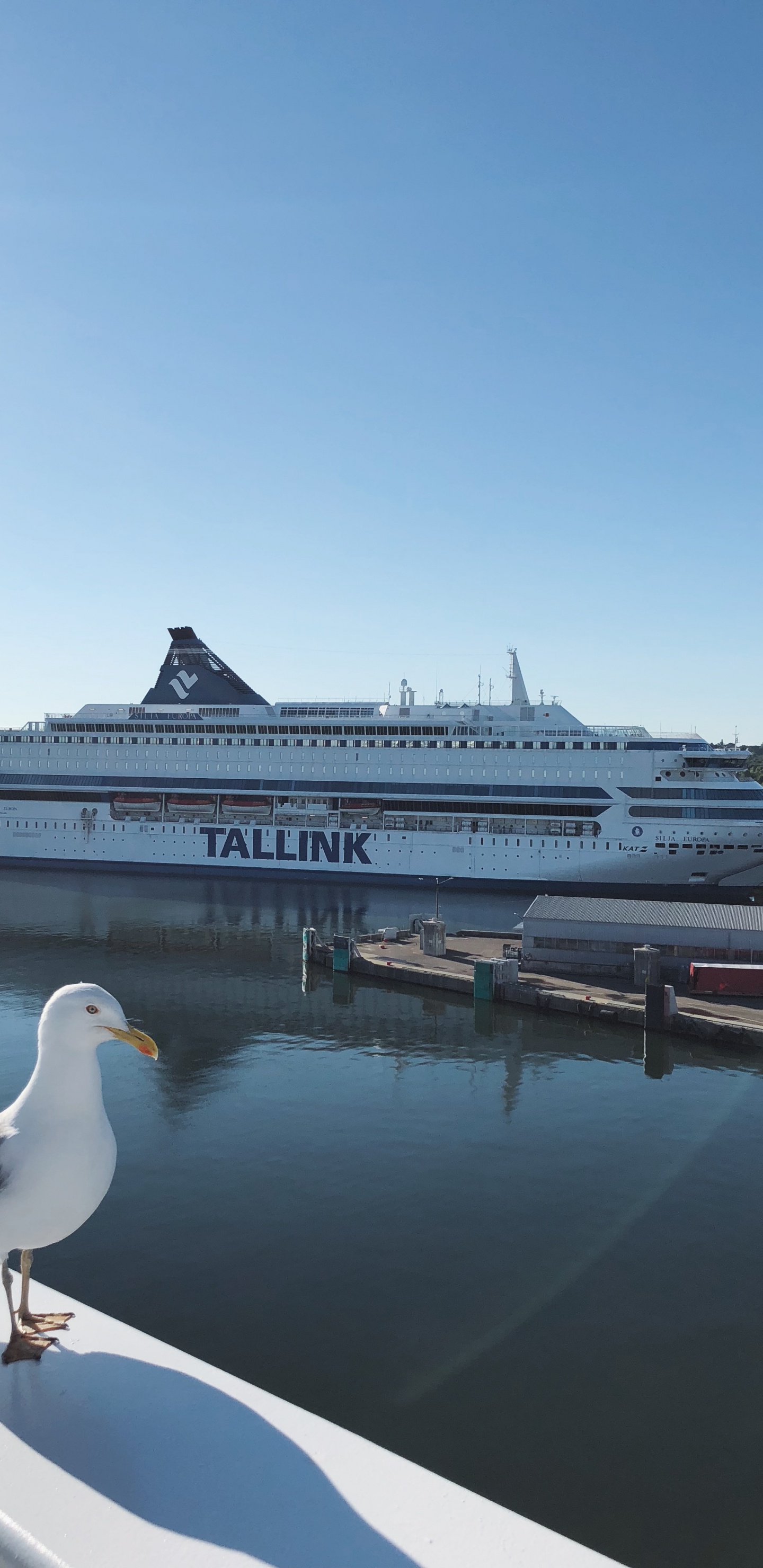 Обои вода, круизное судно, паром, теплоход, яхта в разрешении 1440x2960