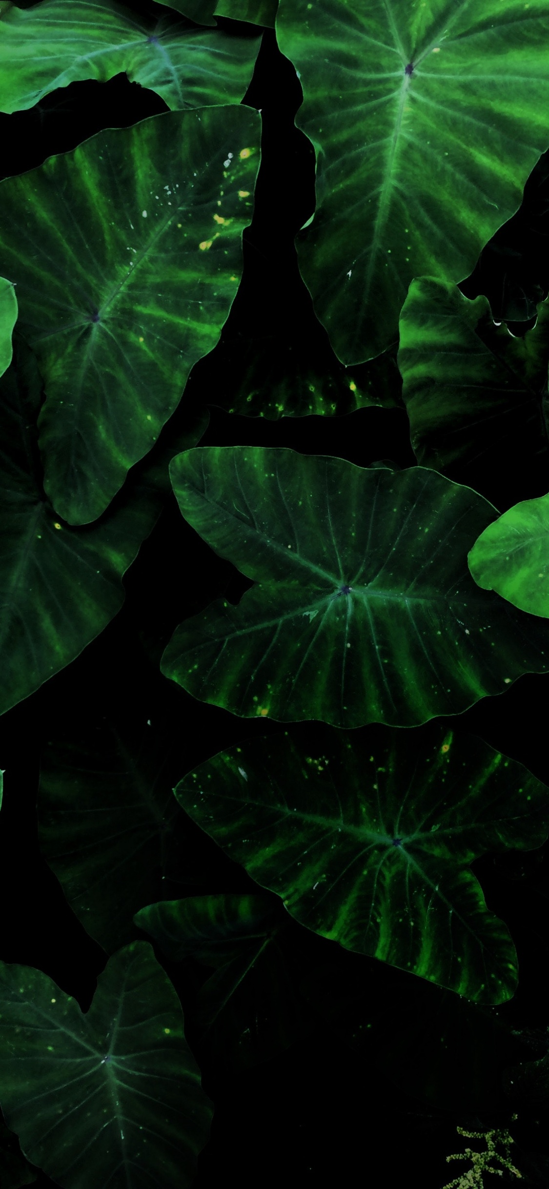 Обои таро завод, растение, лист, ботаники, наземное растение в разрешении 1125x2436