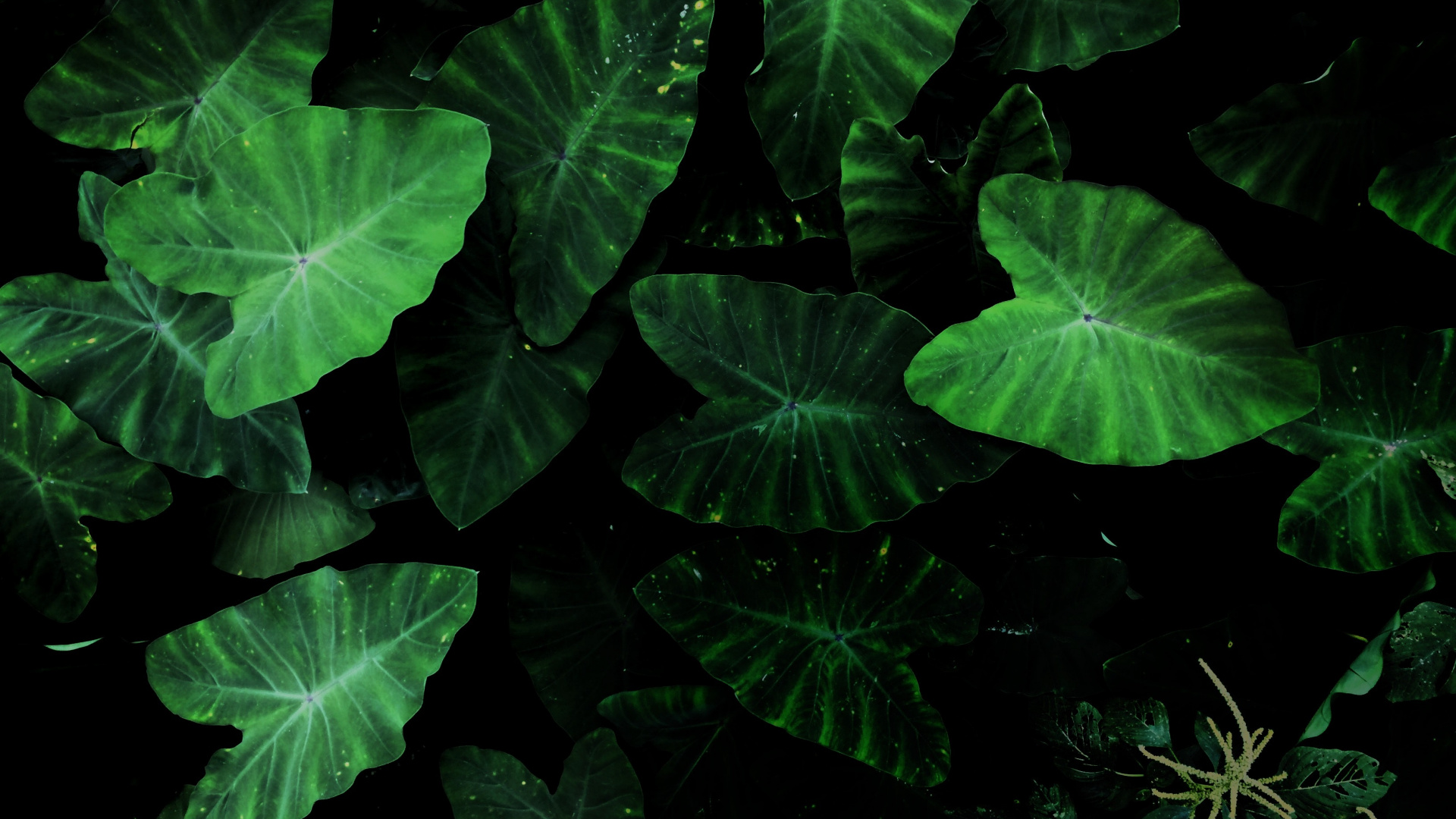 Обои таро завод, растение, лист, ботаники, наземное растение в разрешении 1920x1080