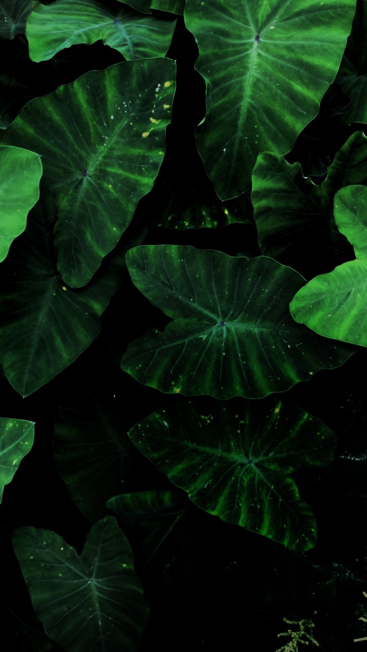 Обои таро завод, растение, лист, ботаники, наземное растение в разрешении 720x1280
