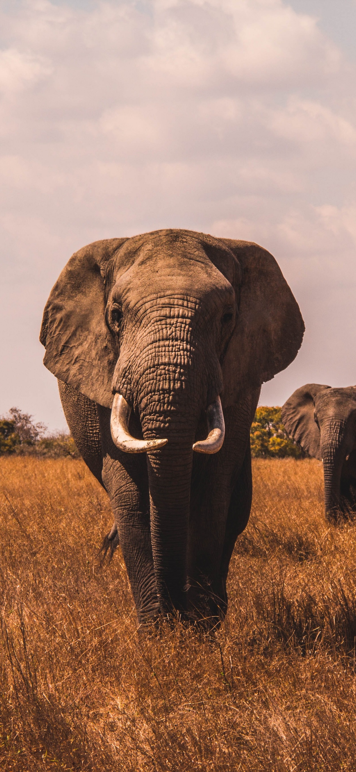 Обои лучший слон, африканский буйвол, Лев, носорог, черный носорог в разрешении 1242x2688