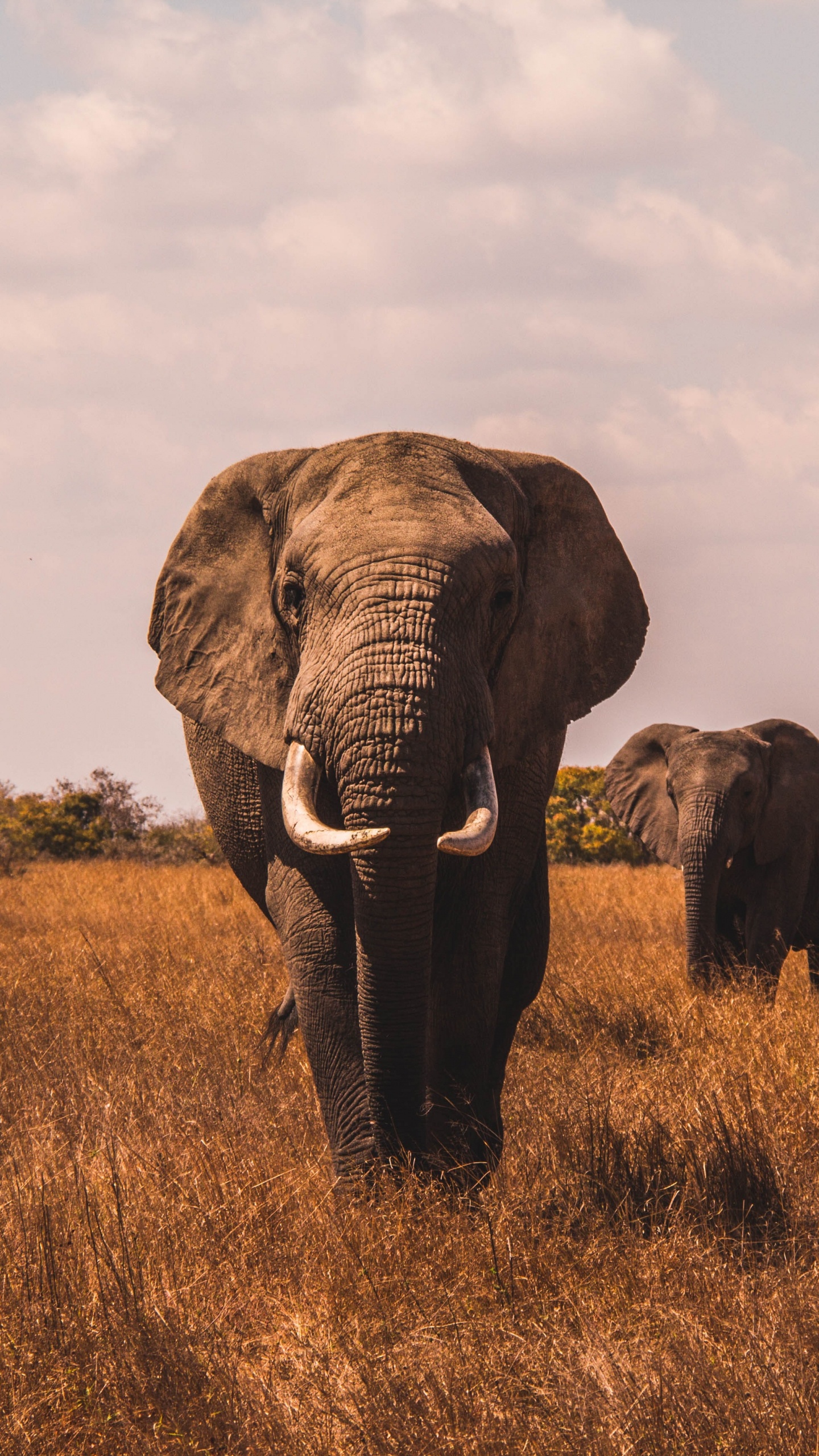 Обои лучший слон, африканский буйвол, Лев, носорог, черный носорог в разрешении 1440x2560