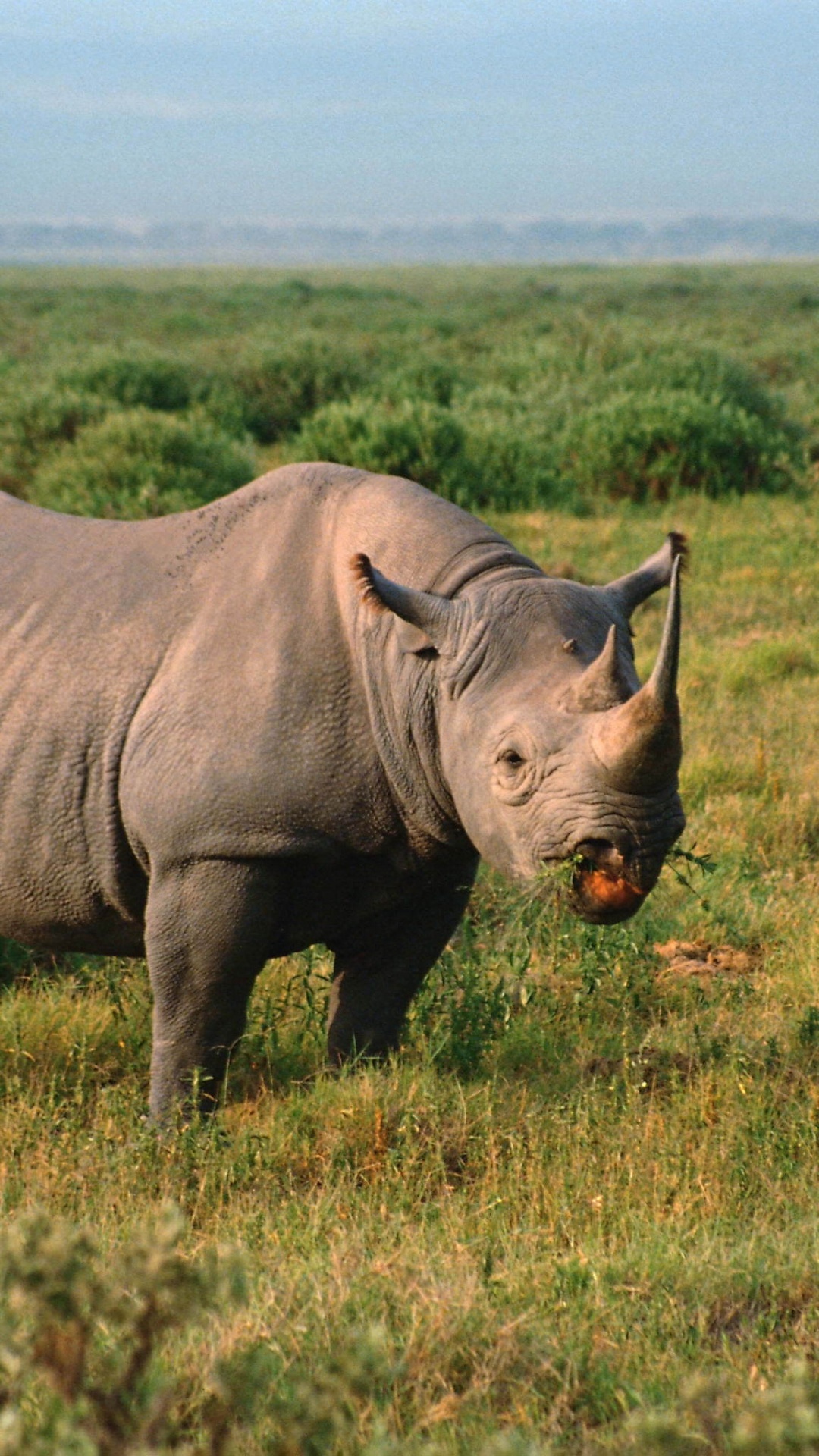 Обои носорог, живая природа, наземные животные, черный носорог, сенокосное угодье в разрешении 1080x1920