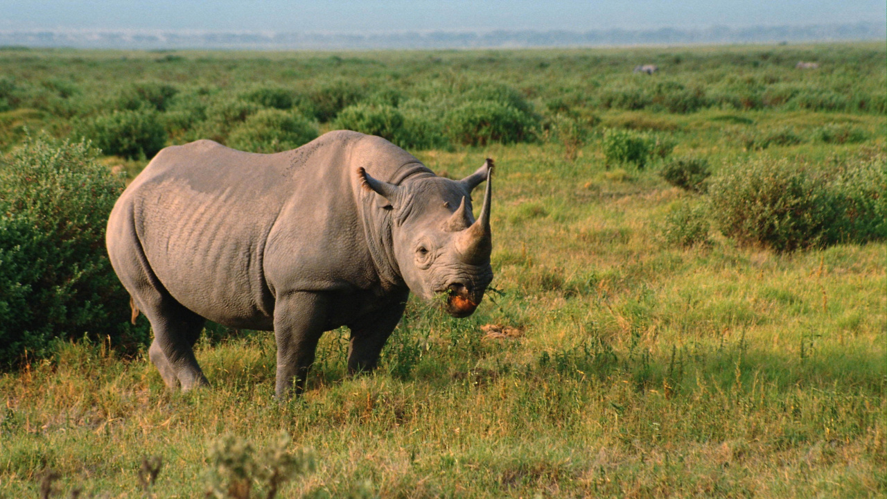 Обои носорог, живая природа, наземные животные, черный носорог, сенокосное угодье в разрешении 1280x720