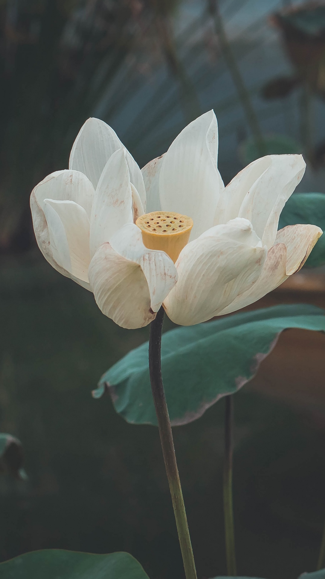 Обои цветок, цветковое растение, священный Лотос, Лотос, лотоса семьи в разрешении 1080x1920