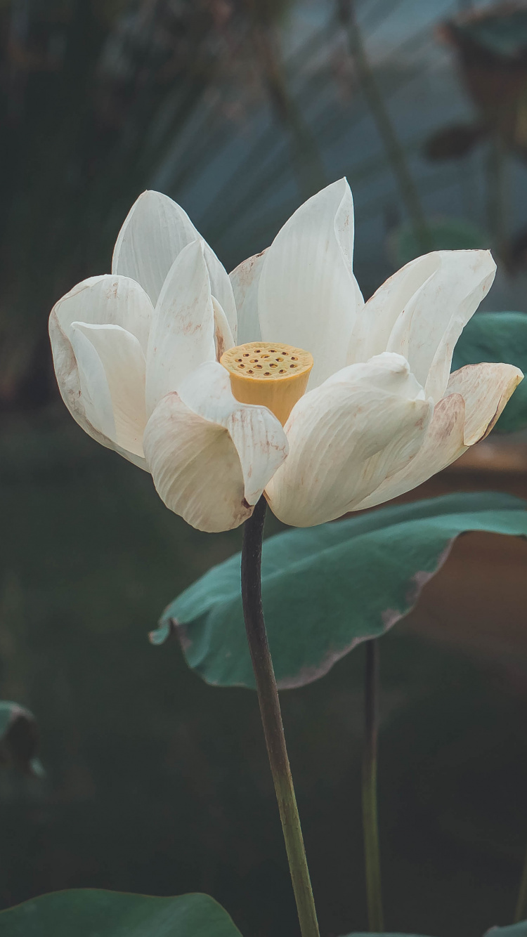 Обои цветок, цветковое растение, священный Лотос, Лотос, лотоса семьи в разрешении 750x1334