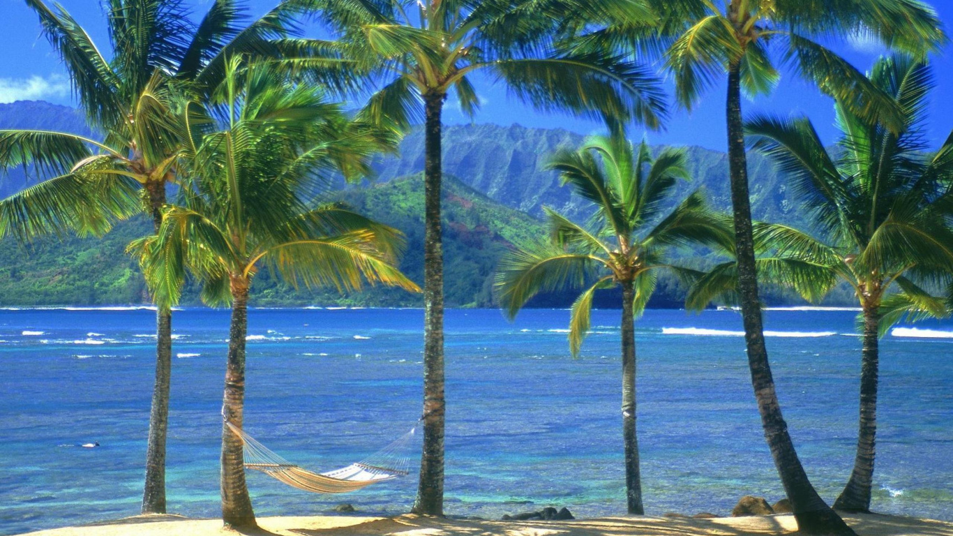 Обои дерево, тропическая зона, Пальма, Карибский бассейн, берег в разрешении 1366x768