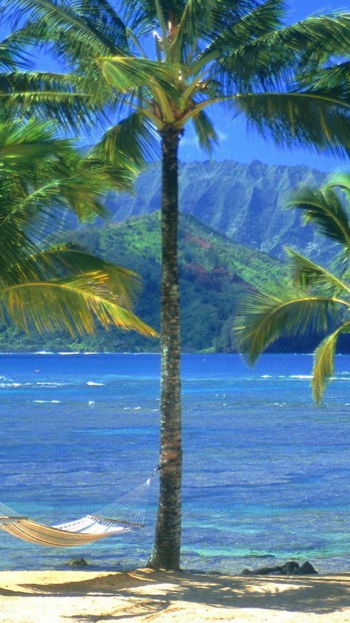 Обои дерево, тропическая зона, Пальма, Карибский бассейн, берег в разрешении 720x1280