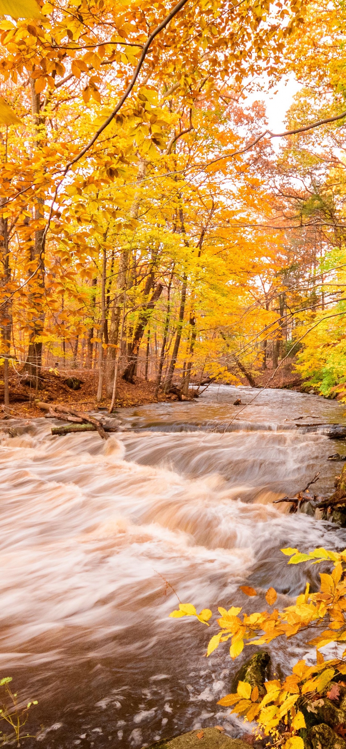 Обои окружающая среда, природа, осень, анимационный фильм, лист в разрешении 1125x2436