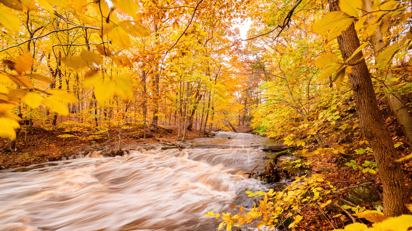 Обои окружающая среда, природа, осень, анимационный фильм, лист в разрешении 1366x768