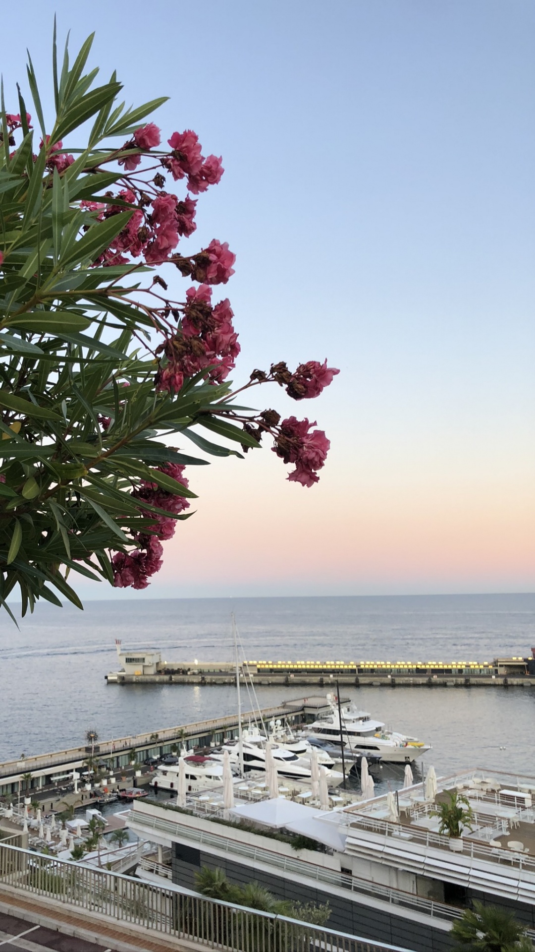 Обои цветок, цветковое растение, вода, наука, физика в разрешении 1080x1920