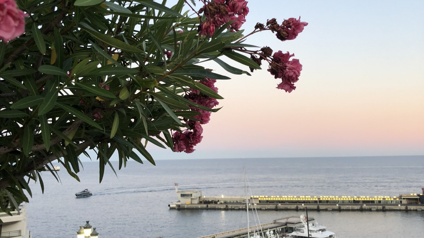 Обои цветок, цветковое растение, вода, наука, физика в разрешении 1366x768