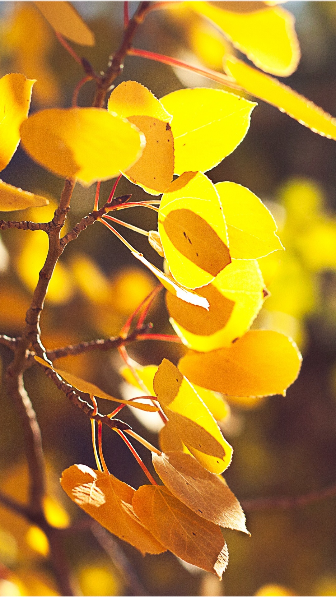 Обои дерево, лист, ветвь, желтый, осень в разрешении 1080x1920