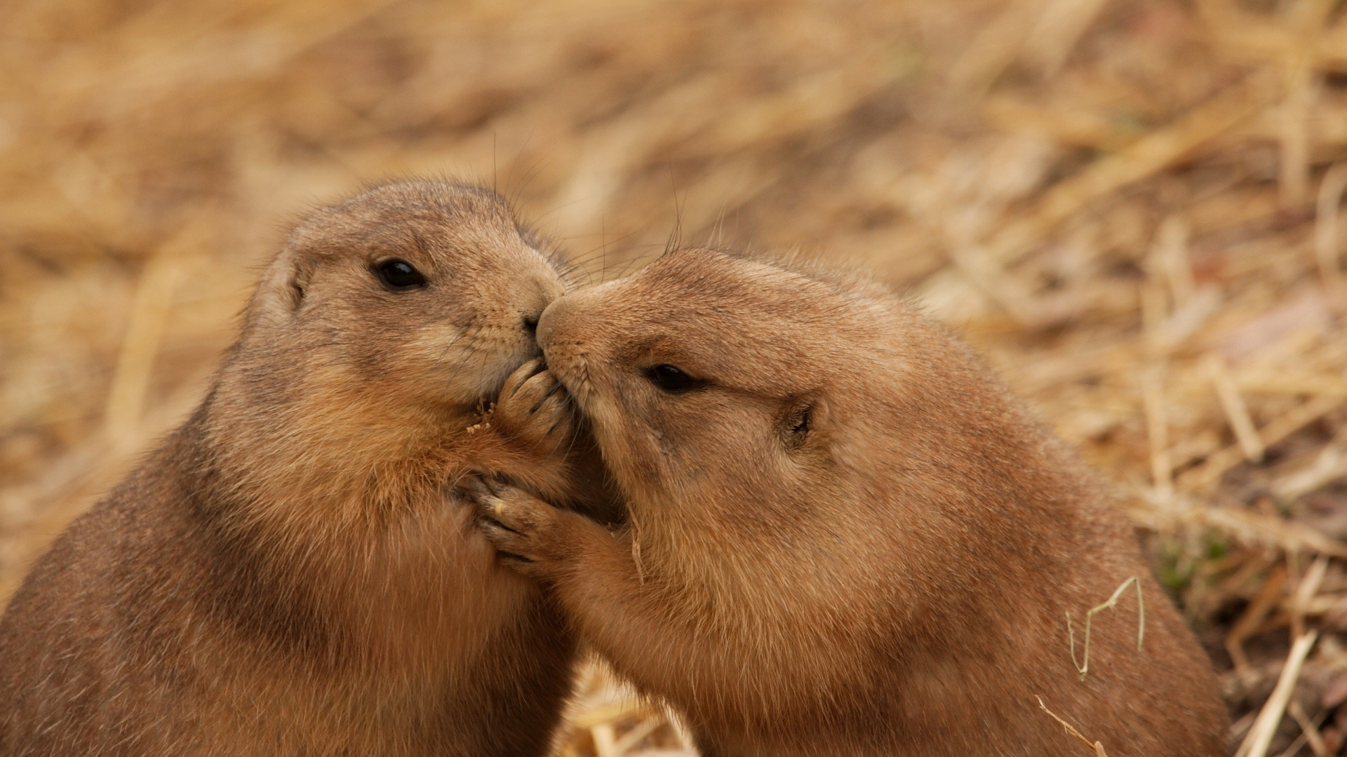 Обои бобр, грызун, наземные животные, поцелуй, млекопитающие в разрешении 1920x1080