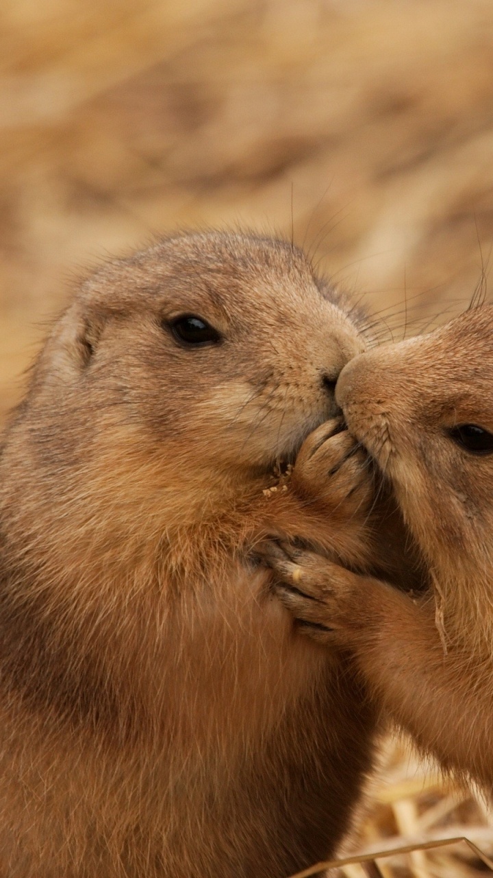 Обои бобр, грызун, наземные животные, поцелуй, млекопитающие в разрешении 720x1280