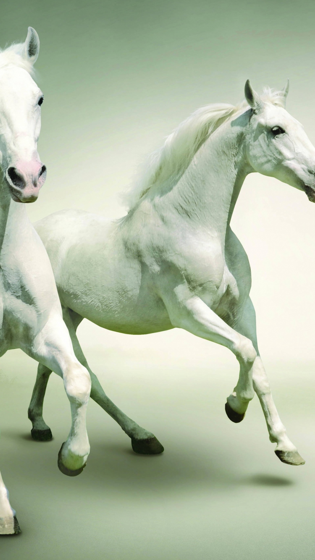 Обои Арабская лошадь, жеребец, кобыла, конь, грива в разрешении 1080x1920