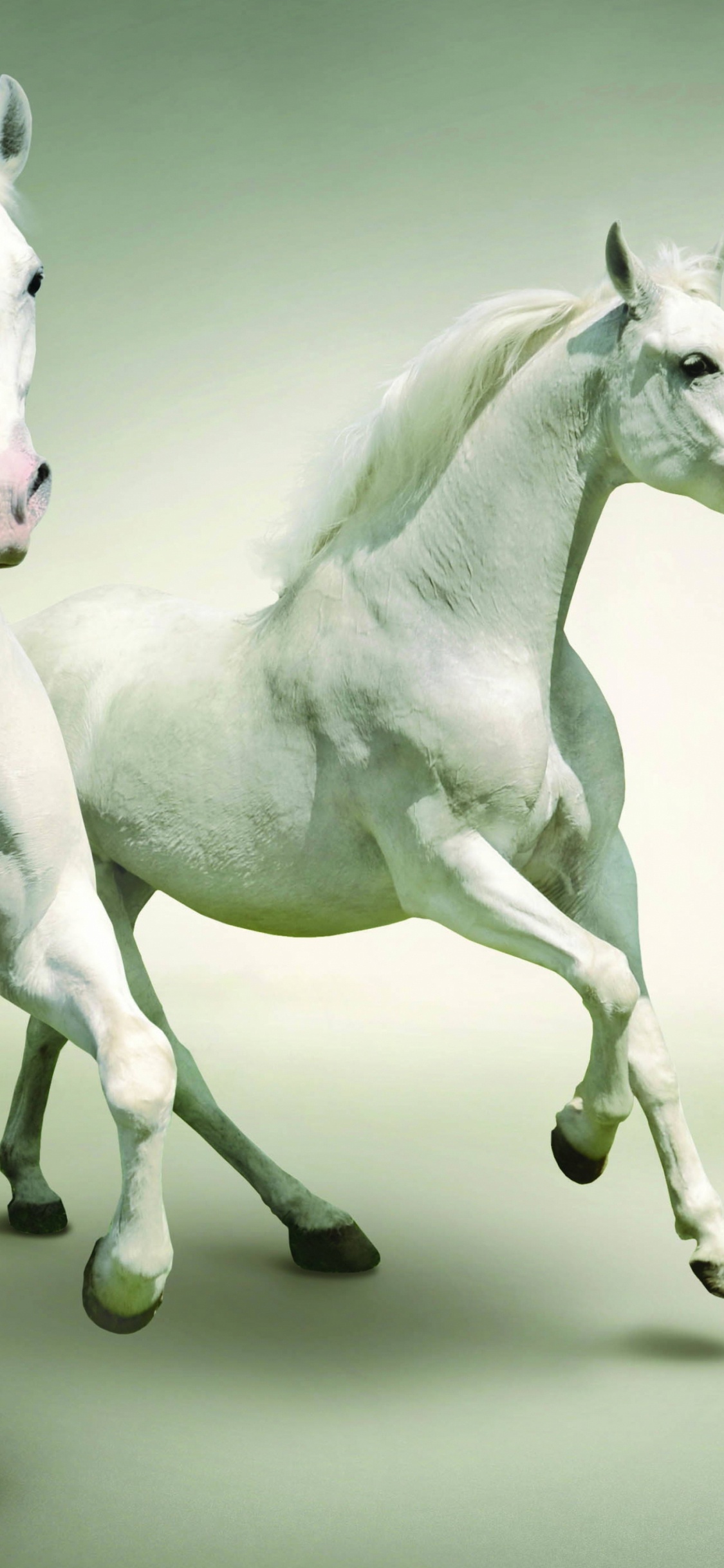 Обои Арабская лошадь, жеребец, кобыла, конь, грива в разрешении 1125x2436