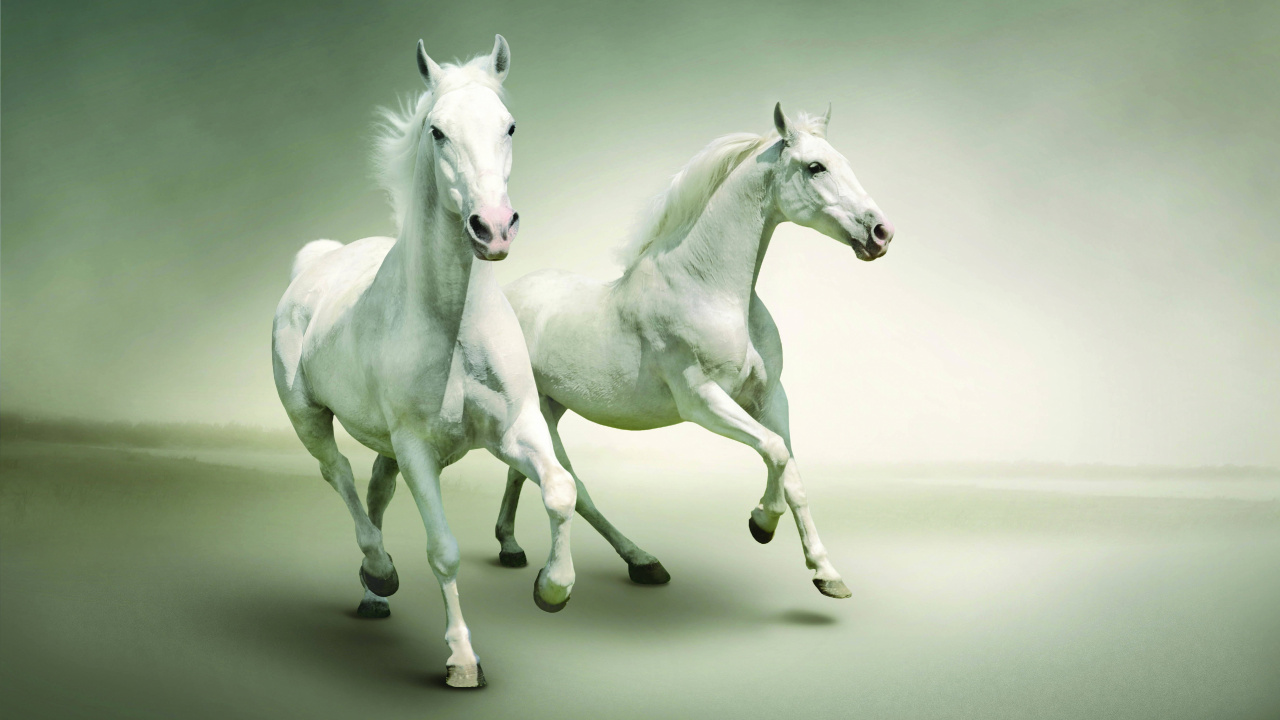Обои Арабская лошадь, жеребец, кобыла, конь, грива в разрешении 1280x720