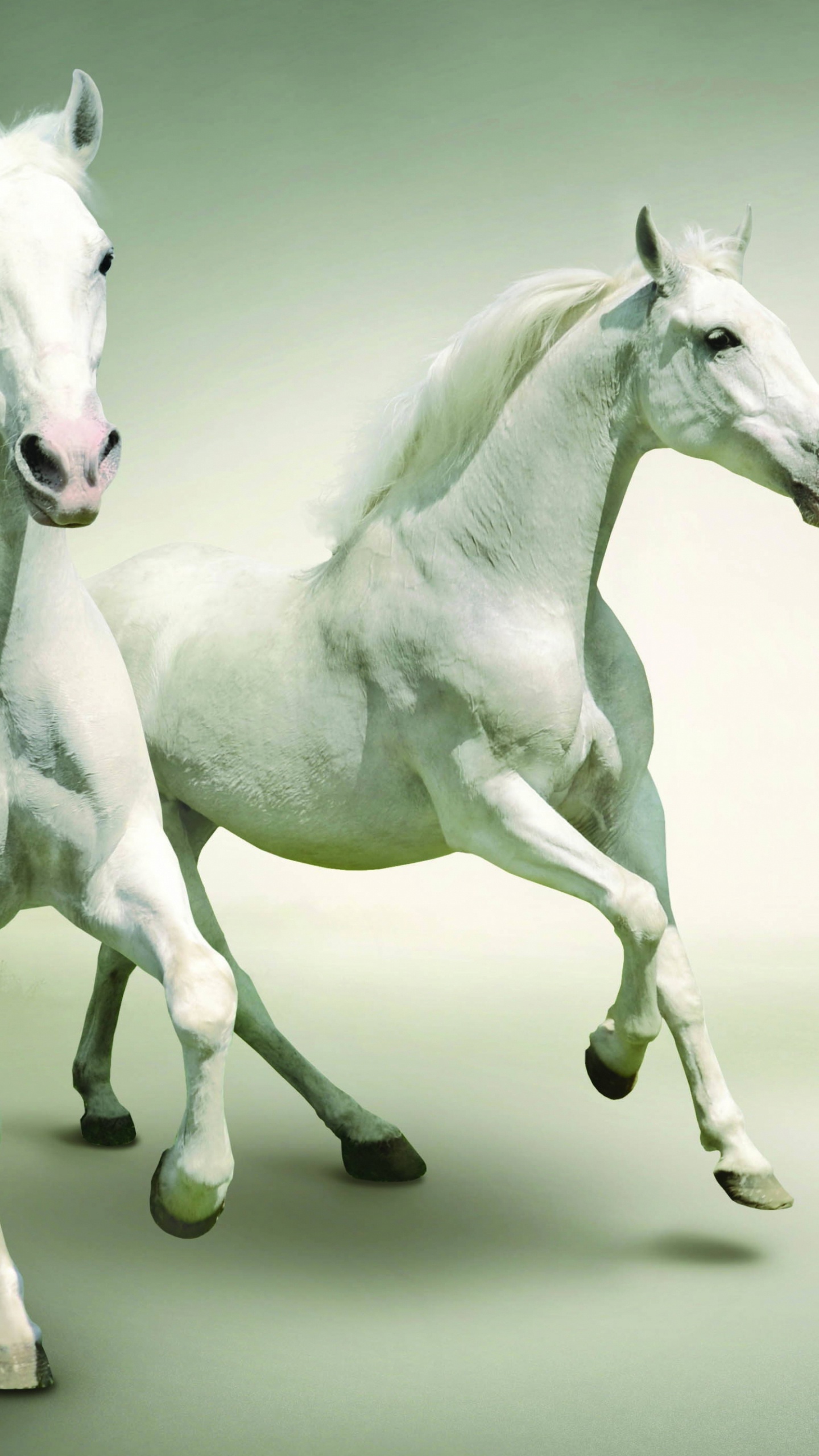 Обои Арабская лошадь, жеребец, кобыла, конь, грива в разрешении 1440x2560