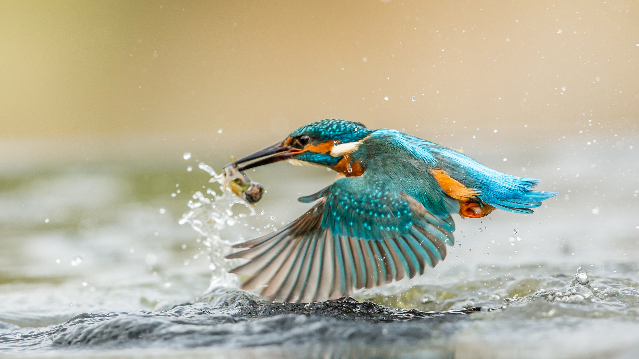 Обои Обыкновенный зимородок, зимородок, Опоясанный зимородок, клюв, птица в разрешении 2560x1440