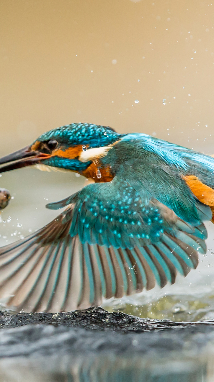 Обои Обыкновенный зимородок, зимородок, Опоясанный зимородок, клюв, птица в разрешении 750x1334