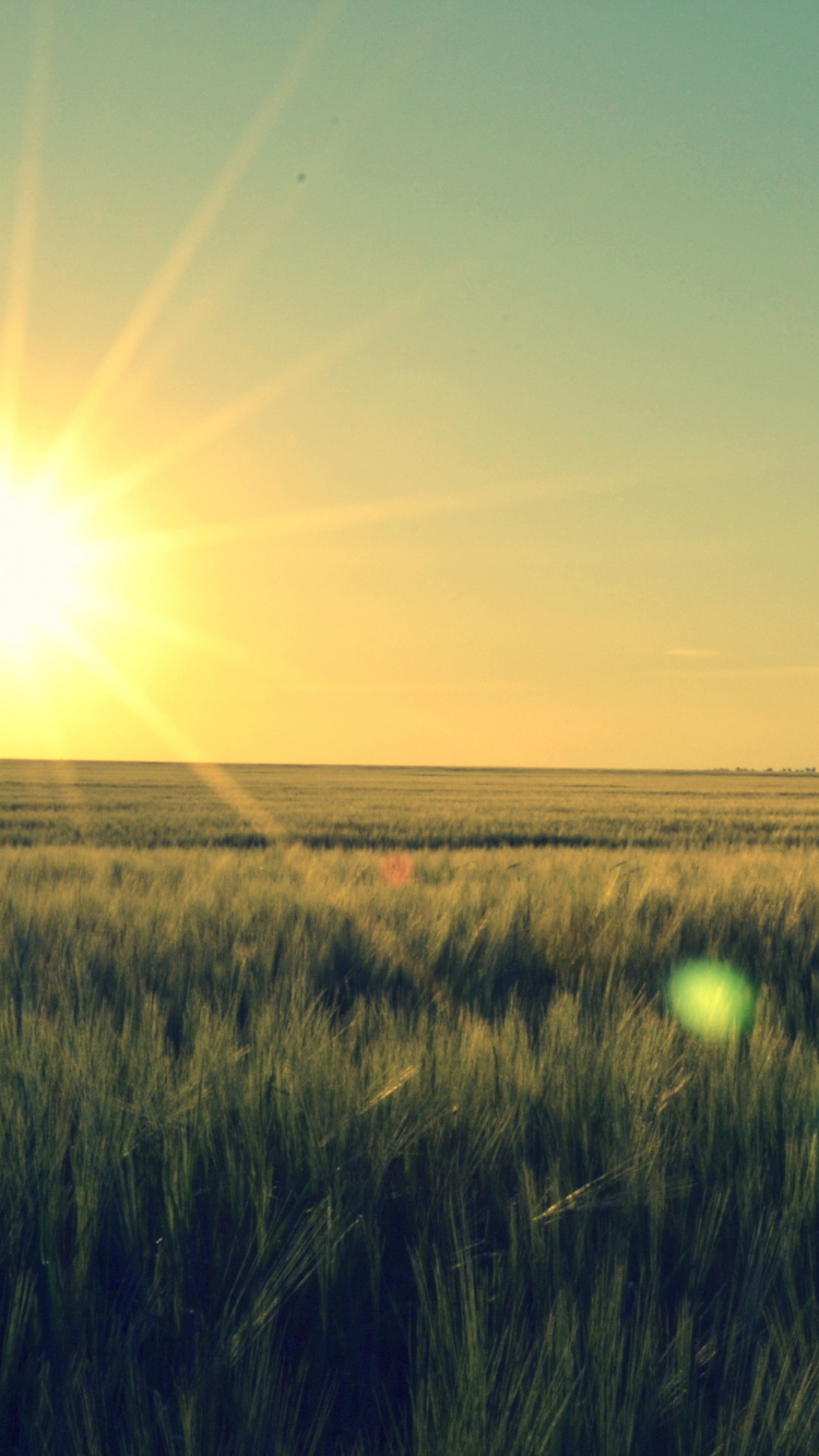 Обои закат, горизонт, сенокосное угодье, восход солнца, утро в разрешении 750x1334